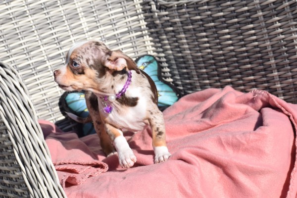 Chihuahua (reu) 30748