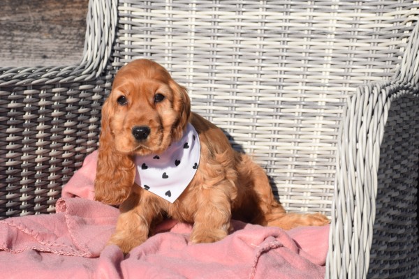 Engelse cocker spaniel (reu) 30742