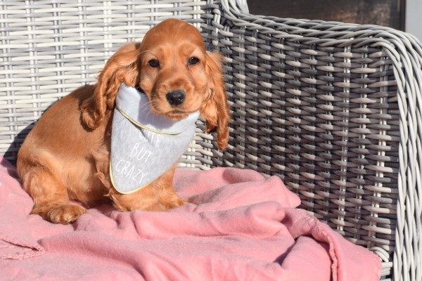 Engelse cocker spaniel (teef) 30744