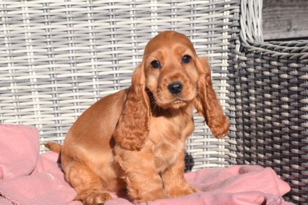 Engelse cocker spaniel (teef) 30744