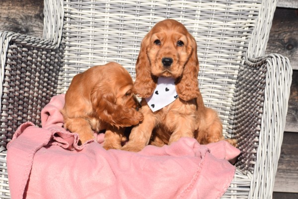 Engelse cocker spaniel (reu) 30742