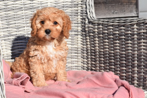 Cavapoo (reu) 27753