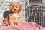 Cavapoo (reu) 27753
