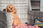 Cavapoo (reu) 27753