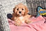 Cavapoo (reu) 27736