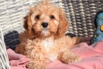 Cavapoo (reu) 27736
