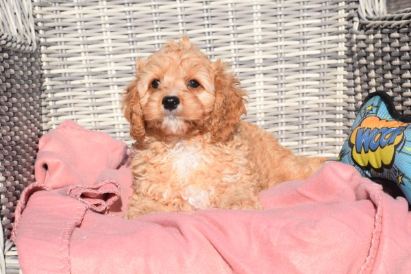 Cavapoo (reu) 27736