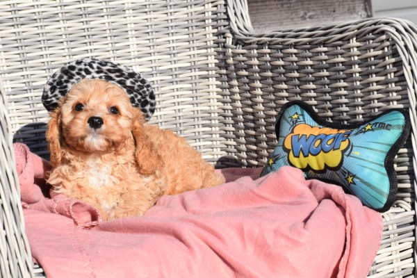 Cavapoo (reu) 27736