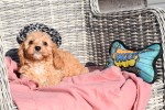 Cavapoo (reu) 27736