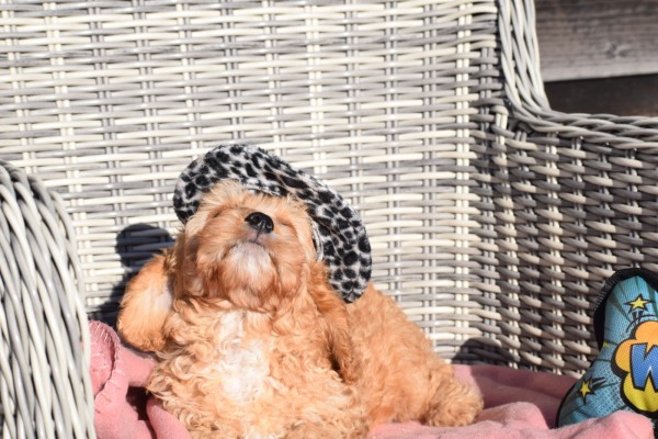 Cavapoo (reu) 27736