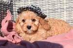 Cavapoo (reu) 27736