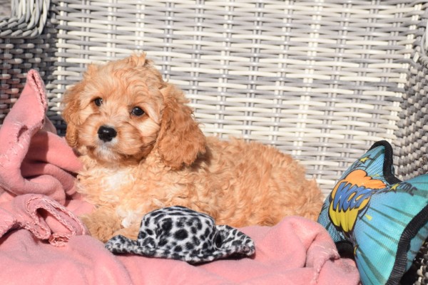 Cavapoo (reu) 27736