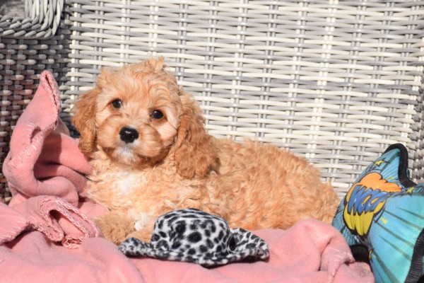 Cavapoo (reu) 27736