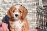 Cavapoo (reu) 27835