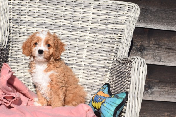 Cavapoo (reu) 27835