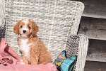 Cavapoo (reu) 27835