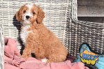 Cavapoo (reu) 27835
