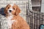 Cavapoo (reu) 27835