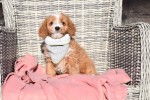 Cavapoo (reu) 27835