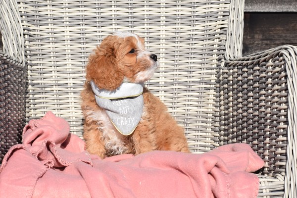 Cavapoo (reu) 27835