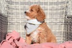 Cavapoo (reu) 27835