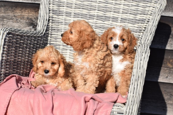 Cavapoo (reu) 27835