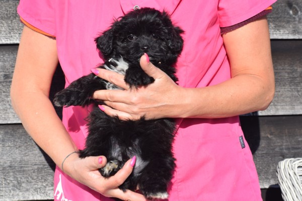 Maltipoo (reu) 39847