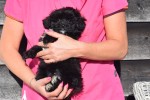 Maltipoo (reu) 39847