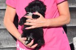 Maltipoo (reu) 39847