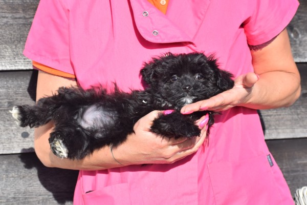 Maltipoo (reu) 39847