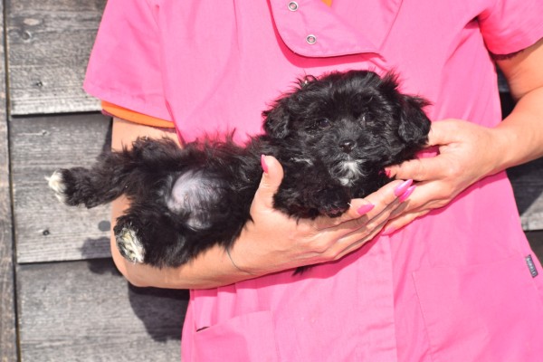 Maltipoo (reu) 39847