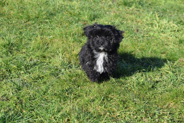 Maltipoo (reu) 39847