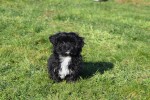 Maltipoo (reu) 39847