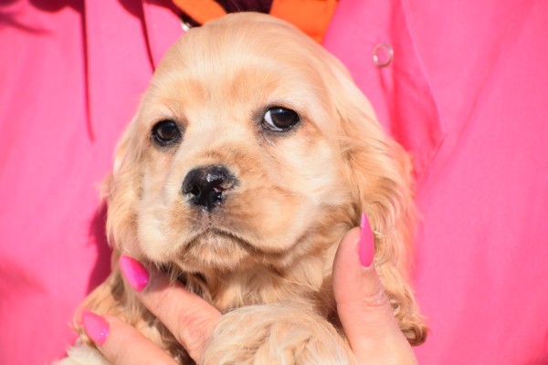 Amerikaanse cocker spaniel (teef) 24621