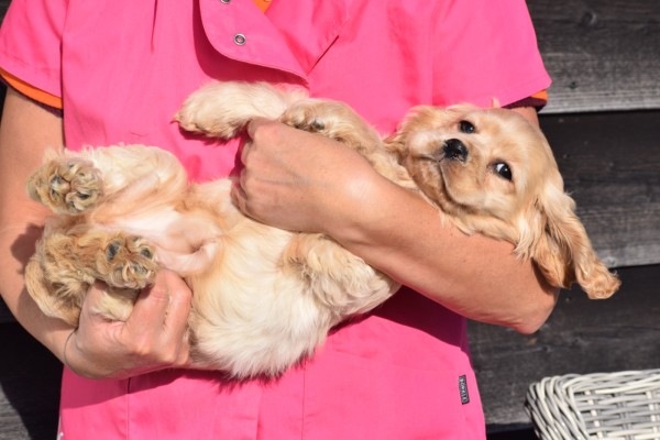 Amerikaanse cocker spaniel (teef) 24621