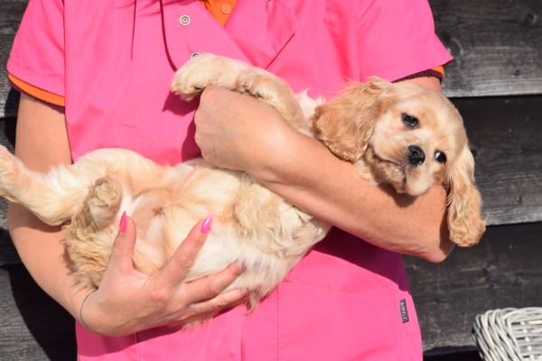 Amerikaanse cocker spaniel (teef) 24621