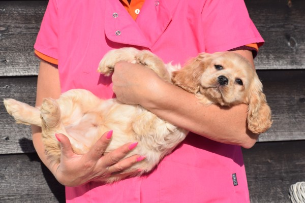 Amerikaanse cocker spaniel (teef) 24621