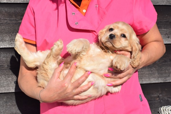 Amerikaanse cocker spaniel (teef) 24621