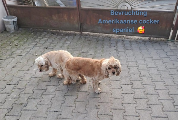Amerikaanse cocker spaniel (teef) 24621