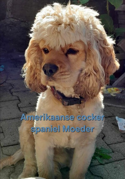 Amerikaanse cocker spaniel (teef) 24621