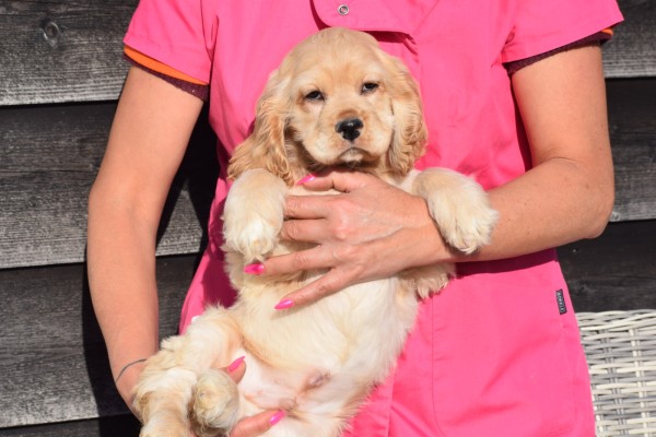 Amerikaanse cocker spaniel (reu) 24620