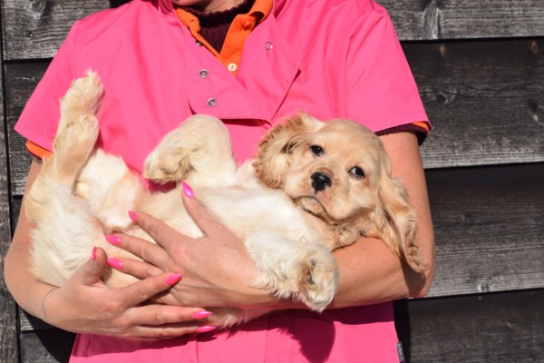 Amerikaanse cocker spaniel (reu) 24620