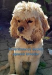 Amerikaanse cocker spaniel (reu) 24620