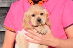 Amerikaanse cocker spaniel (reu) 24617