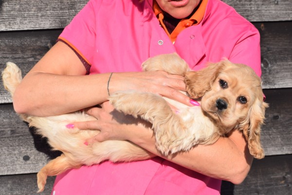 Amerikaanse cocker spaniel (reu) 24617