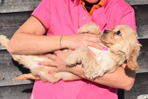 Amerikaanse cocker spaniel (reu) 24617