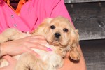 Amerikaanse cocker spaniel (reu) 24617