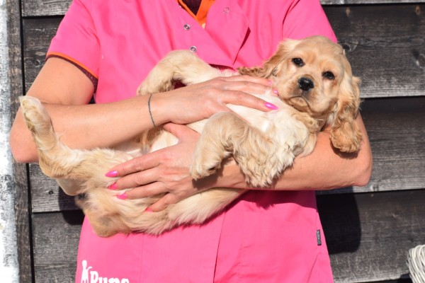 Amerikaanse cocker spaniel (reu) 24617