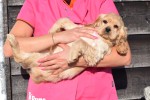 Amerikaanse cocker spaniel (reu) 24617