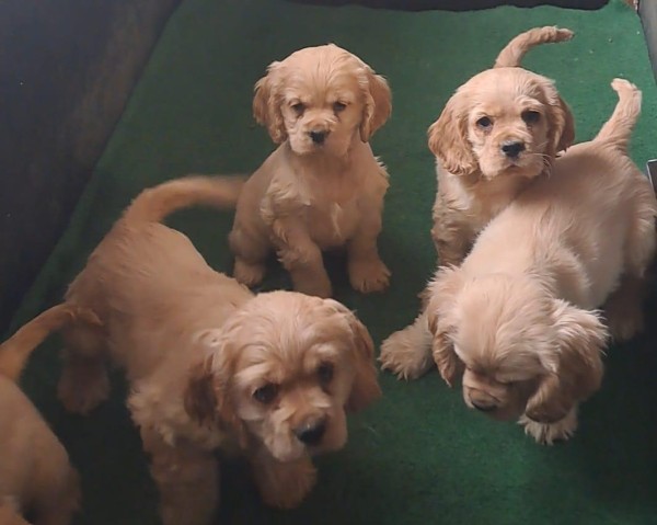 Amerikaanse cocker spaniel (reu) 24617